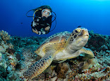 Diving Koh Tao | Scuba Birds PADI Dive Center thumb 7